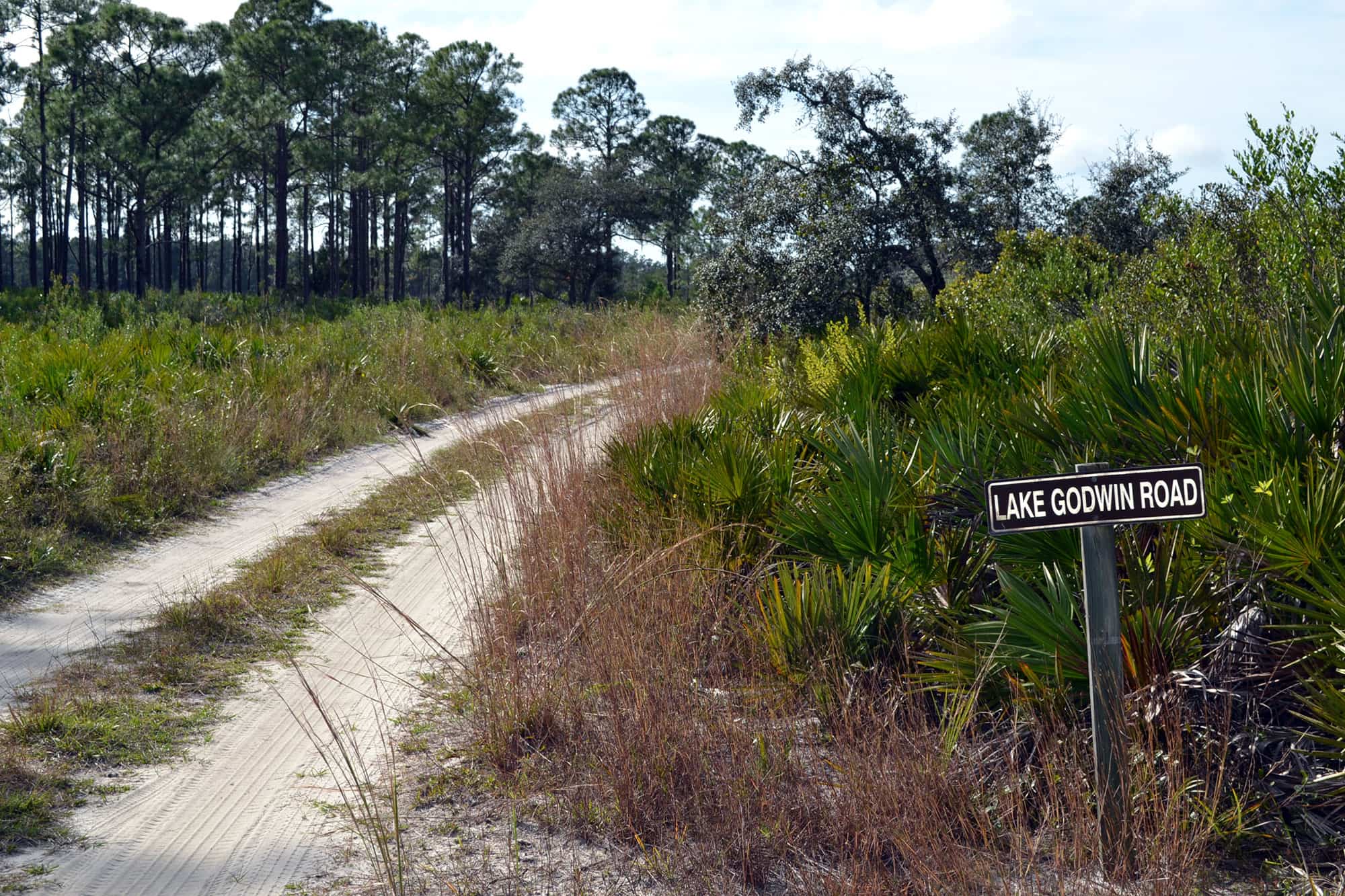 Sandy access road at Arbuckle Wildlife Management Area in Frostproof, FL