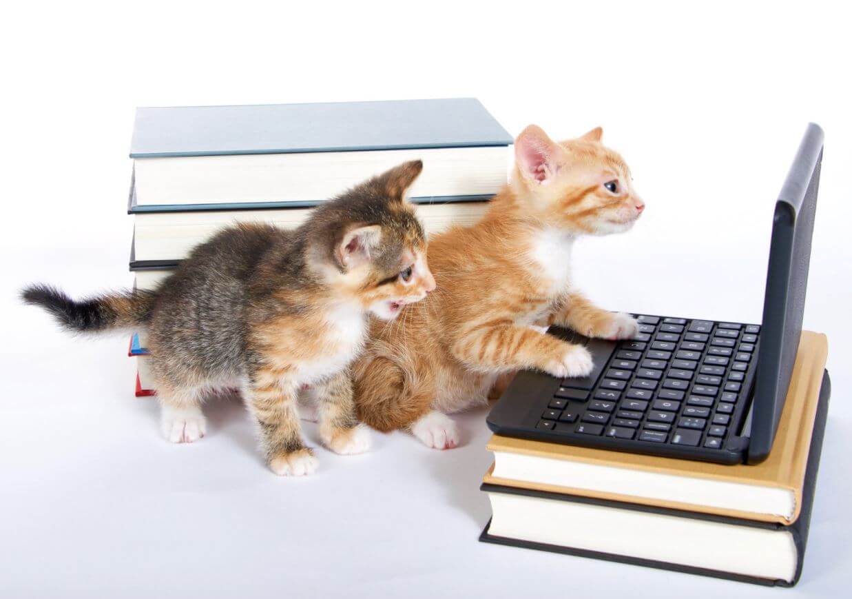 2 kittens with books and a laptop, SPCA Kitten Cuddle and Adoption Event